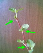 c0047449_13201356.jpg