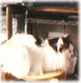 c0025852_9171287.gif