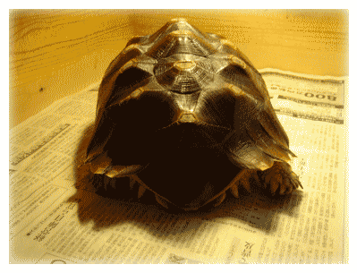 b0055276_2361915.gif