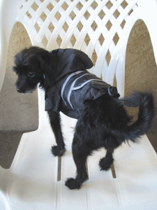 b0035453_6305380.gif