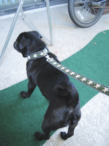 b0035453_6311381.gif