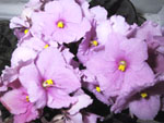 b0008366_1642441.jpg