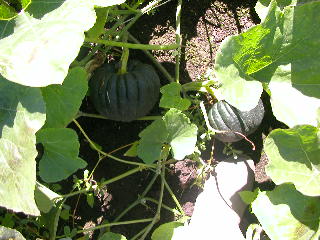 e0004756_20295821.jpg