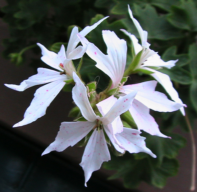 c0016987_17215945.jpg