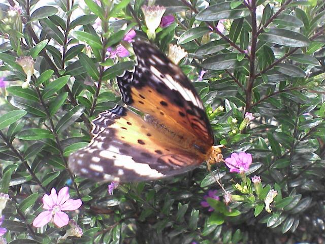 b0048509_6442764.jpg