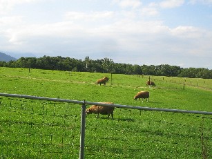 c0005899_1292246.jpg