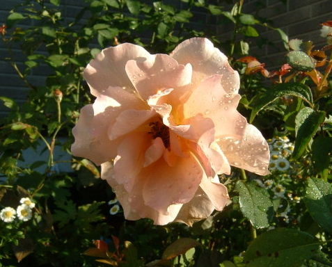 b0040154_21232557.jpg