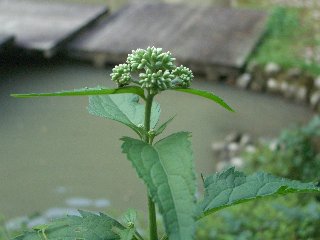 b0061107_1533534.jpg