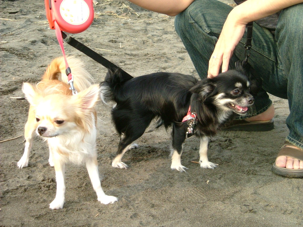 c0015874_6574220.jpg