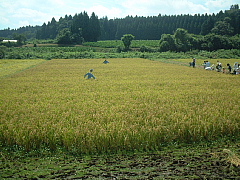 c0068891_5544100.jpg