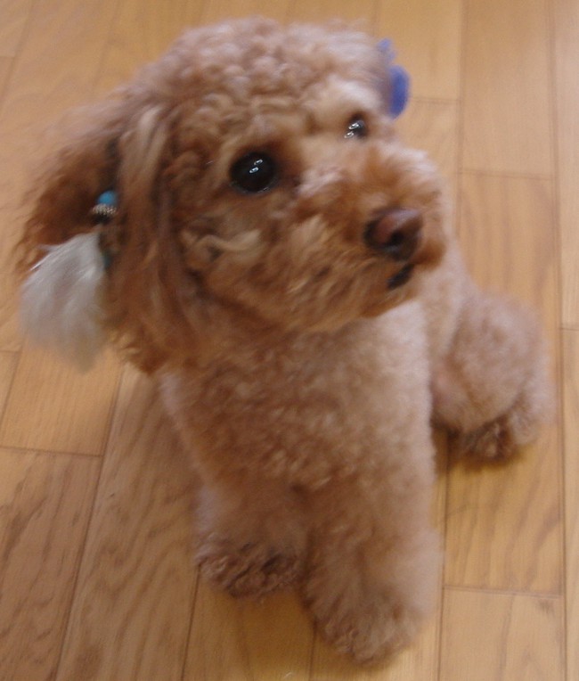 c0041207_1244212.jpg