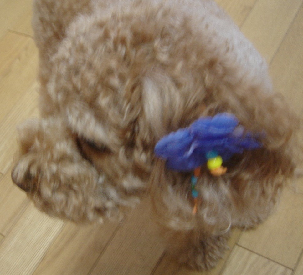 c0041207_125369.jpg