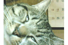 c0011446_2213921.jpg