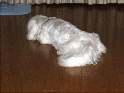 b0060071_23554075.gif