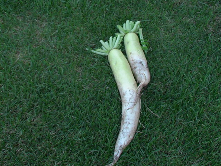 d0054293_21582697.jpg