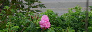 e0054299_3122439.jpg