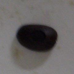c0036617_19133276.jpg