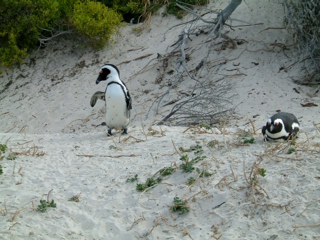 c0011649_124369.jpg