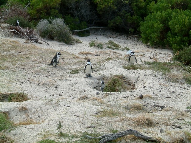 c0011649_1263659.jpg
