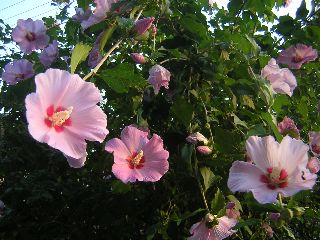b0053414_024514.jpg