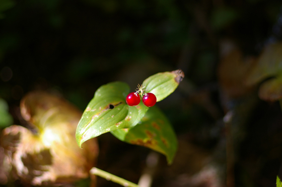 e0025030_17162747.jpg