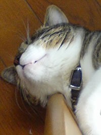 c0035001_16301722.jpg