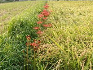 c0036203_1838193.jpg