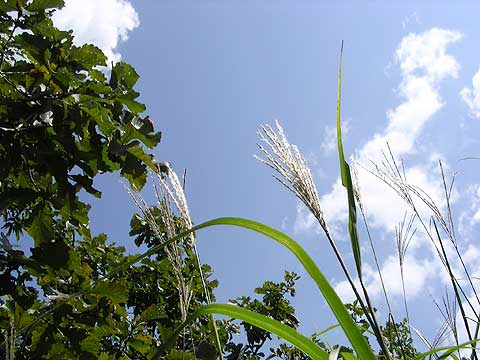 d0019169_031514.jpg