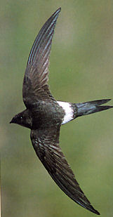 e0029553_0395289.jpg