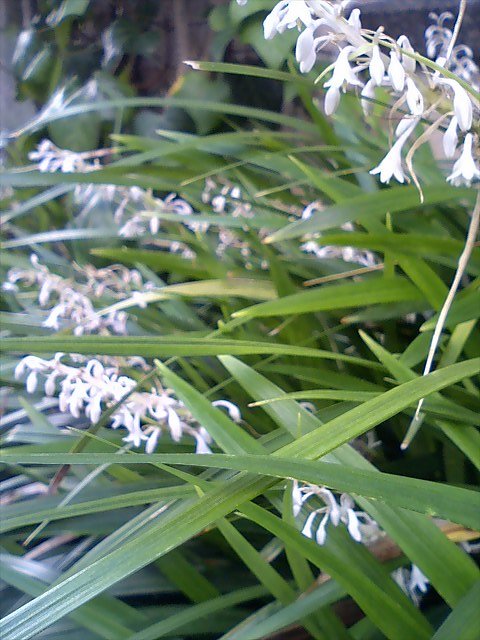 c0050857_10204553.jpg