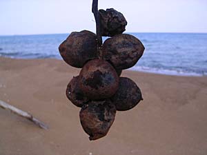 c0019338_18311570.jpg