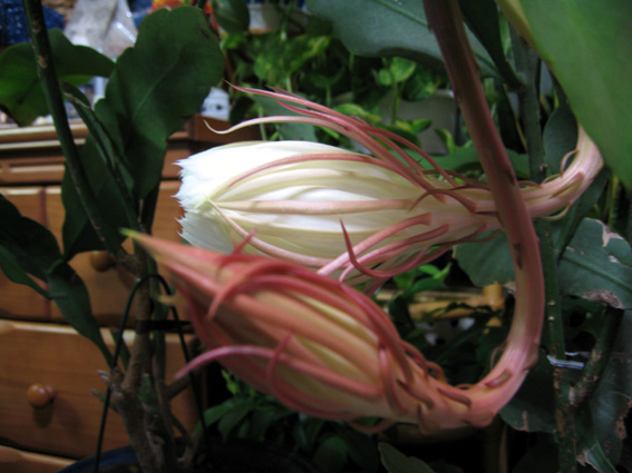 c0035838_14582243.jpg