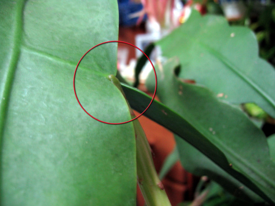 c0035838_150191.jpg