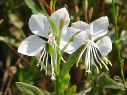 d0050472_11142825.jpg