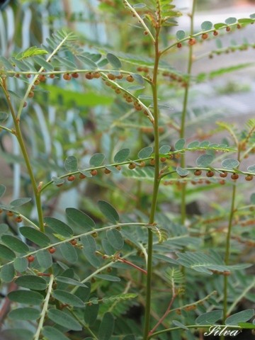c0039974_23515017.jpg