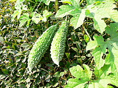 c0039501_1623172.jpg