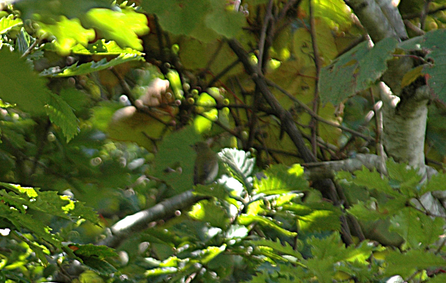 c0039919_1715658.jpg