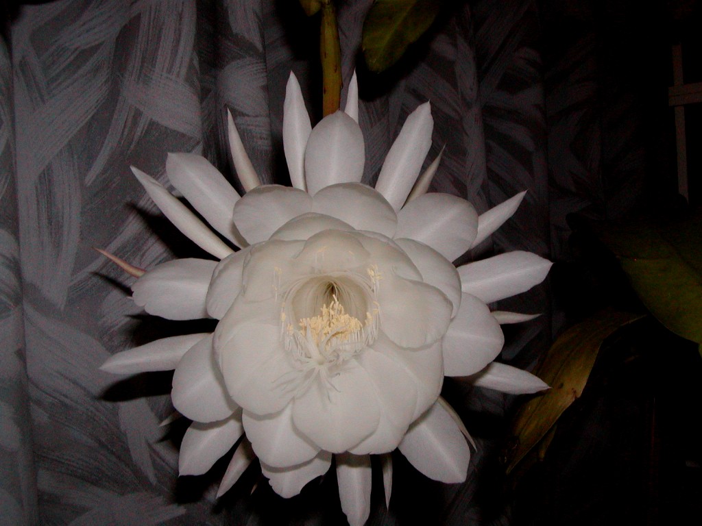 a0004023_18111045.jpg