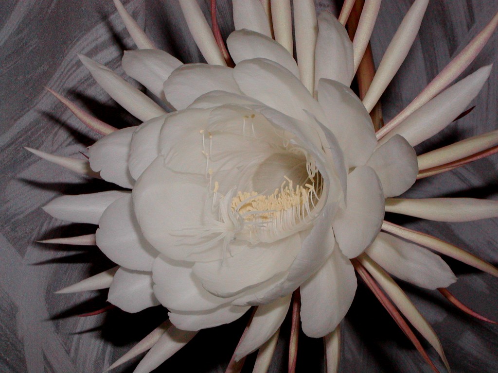 a0004023_1895443.jpg