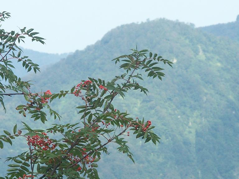 b0039226_1914486.jpg