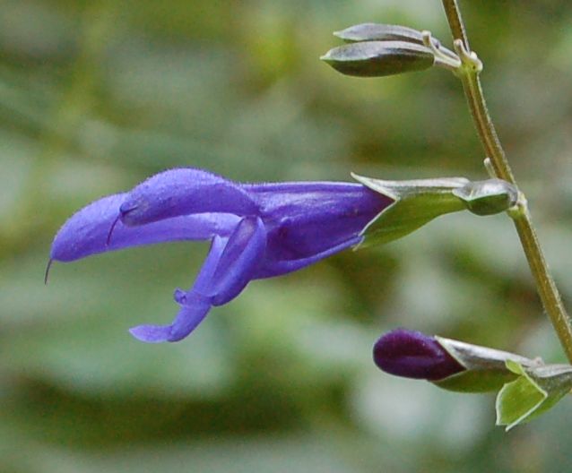 e0053660_6462331.jpg