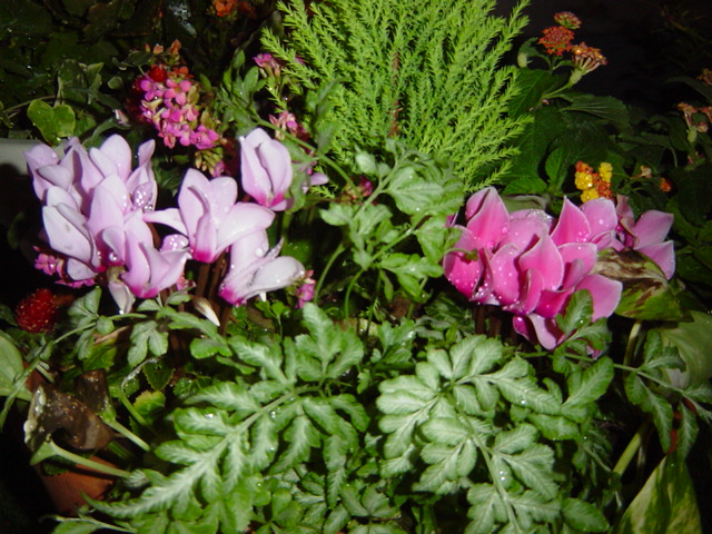 e0028401_071296.jpg