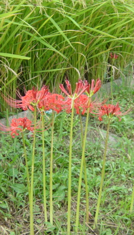 e0057640_23222377.jpg