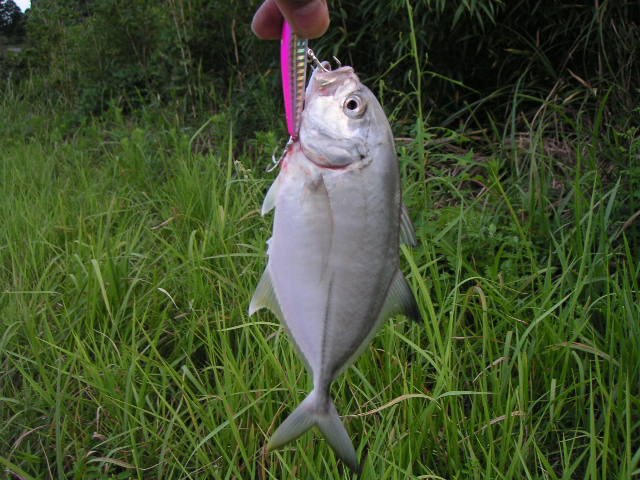 e0018843_0311815.jpg