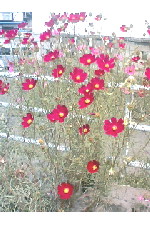 c0011446_141598.jpg