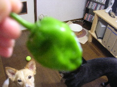 c0065643_925781.jpg