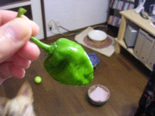 c0065643_935624.jpg