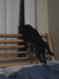 b0035453_602942.gif