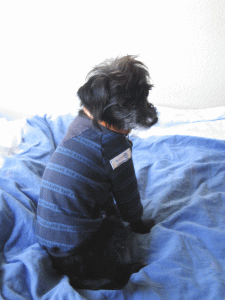 b0035453_6205015.gif