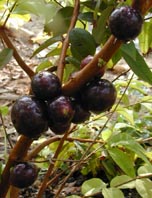 b0028299_22102463.jpg